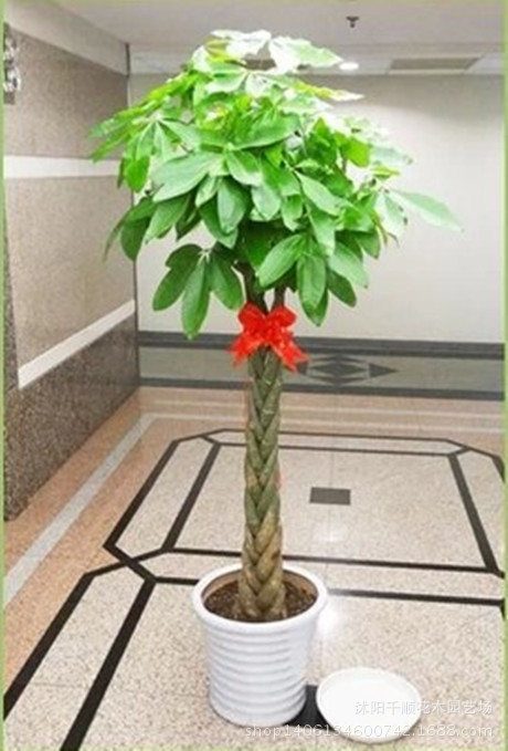 批发客厅办公室室内大型发财树盆栽辫子独杆发财树盆景花卉植物