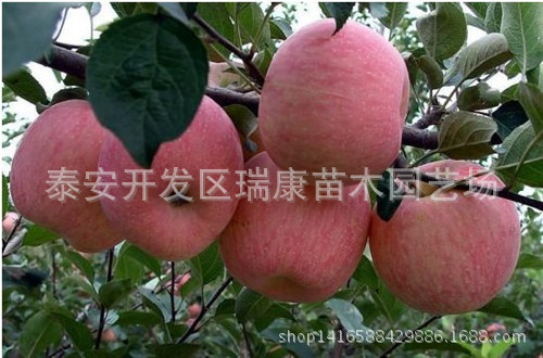 烟富3号苹果_副本