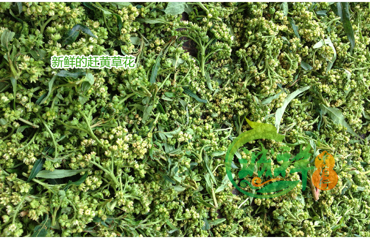 供应信息 植物原药材 包邮2014新货上架 四川古蔺特产 赶黄草花 清热