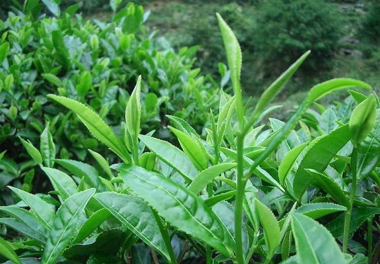 内山农家茶正品 特级安溪铁观音茶叶 浓香型乌龙茶秋茶 250g包邮