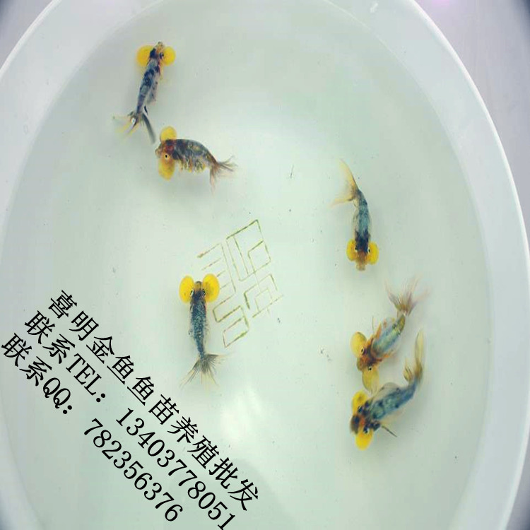 素蓝五花黄金泡金鱼鱼苗2