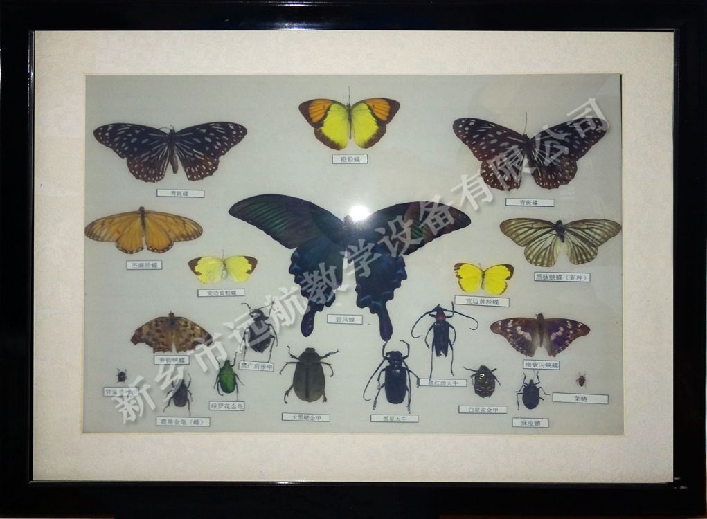 蝴蝶和昆虫20种_副本
