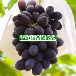 葡萄早熟新品种