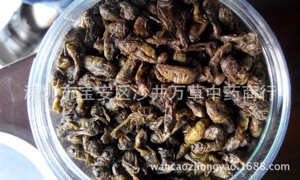 万草中药材批发零售 优质雄蚕蛾 补肝肾 壮阳 抗衰老 品质保证