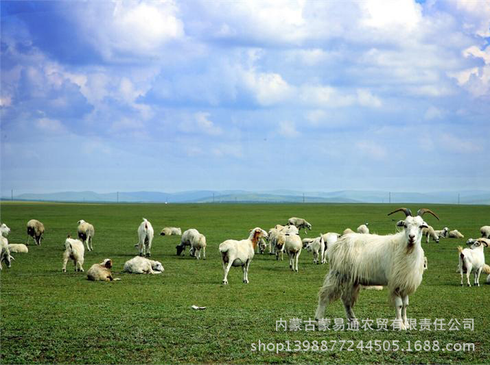 供应内蒙古乌拉特草原 游牧人家羊,山羊,自然放养