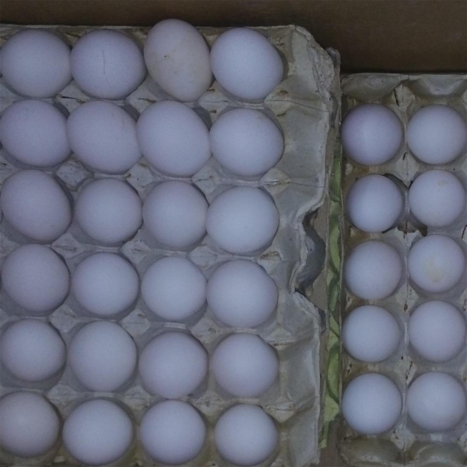 广东蛋品市场大量批发本地白鸡蛋白汁土鸡蛋