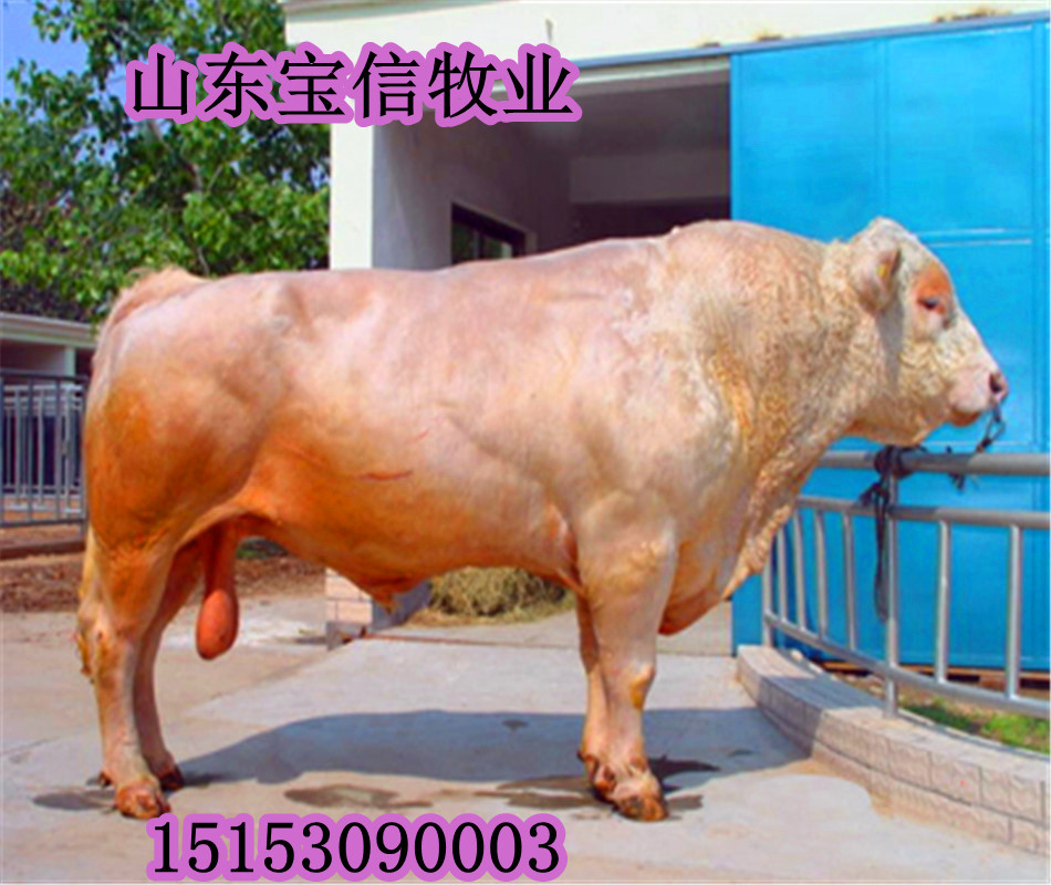 【夏洛莱肉牛】白牛价格,夏洛莱肉牛,肉牛价格,肉牛养殖成本