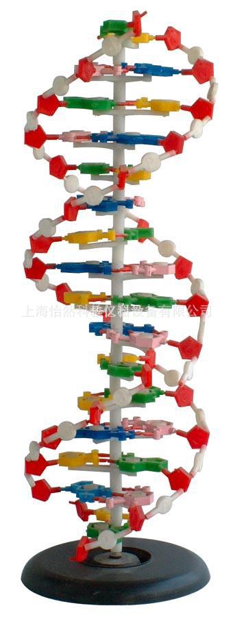 dna 结构模型