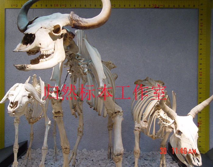 牛骨骼 羊骨骼 订做动物骨骼标本 狗骨骼