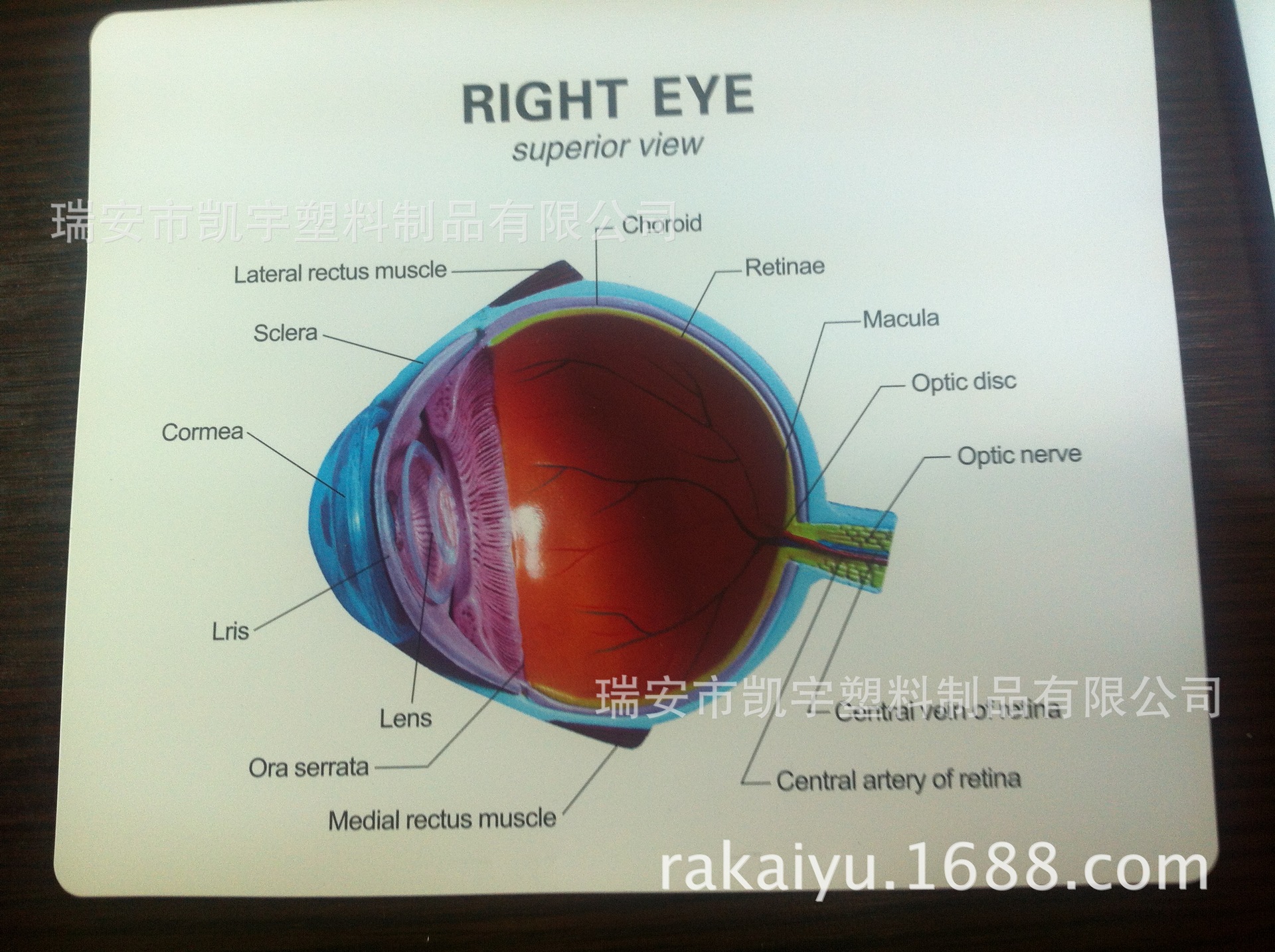 半个眼球模型/教学 医学 器官模型/人体模型/医疗用品