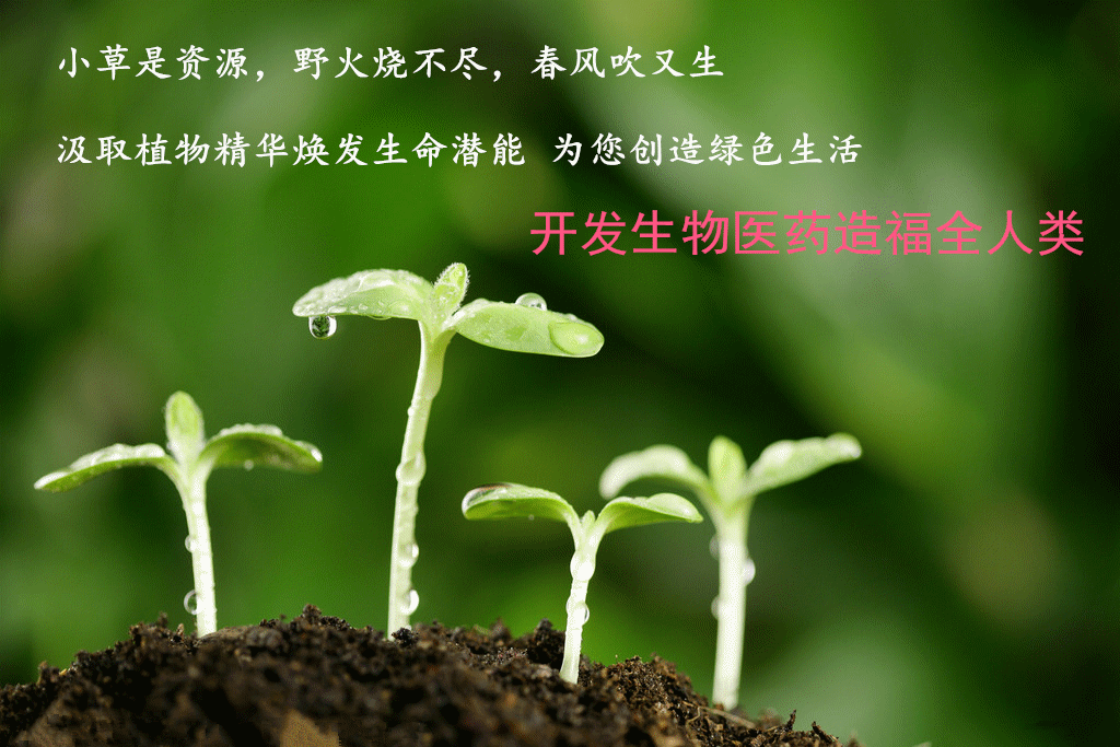 发芽 绿色 绿色植物 嫩芽 嫩叶 新芽 植物 桌面 1024_683 gif 动态