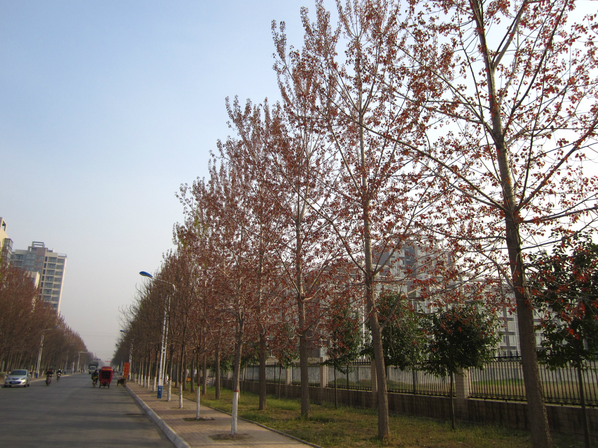 直销绿化景观树行道树中华红叶杨,无飞絮,不污染环境,观赏高