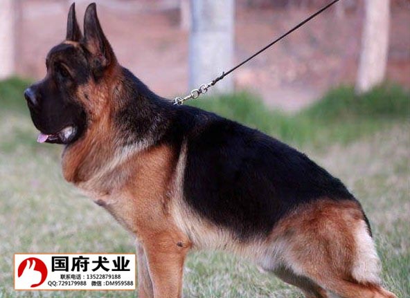 无锡德牧幼犬价格无锡国府犬舍小德牧出售