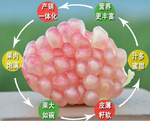 批发云南会理软籽石榴 大青皮石榴 酸甜可口 多籽石榴每斤价格