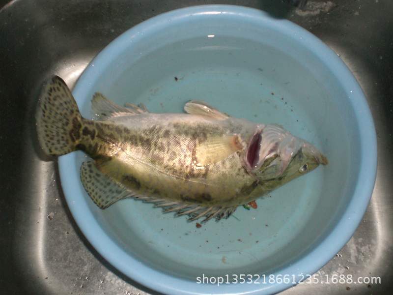 农业 鲜活水产品 鱼类 > 鄱阳湖特产野生鳜鱼桂鱼.野生鱼mandarinfish
