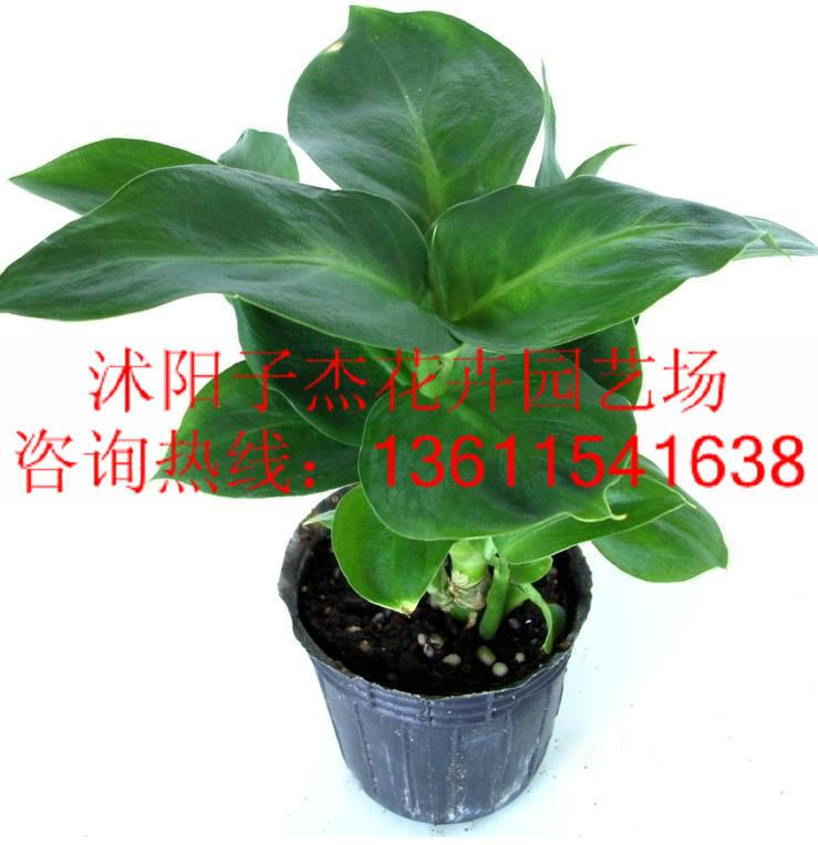 室内吸甲醛净化空气盆栽,银皇后,花叶万年青,彩色观叶植物盆景