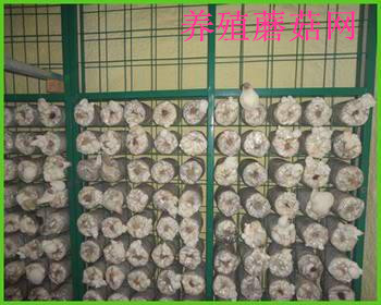 北京蘑菇養殖網片 苗床網片 養殖蘑菇網片批發・進口・工廠・代買・代購