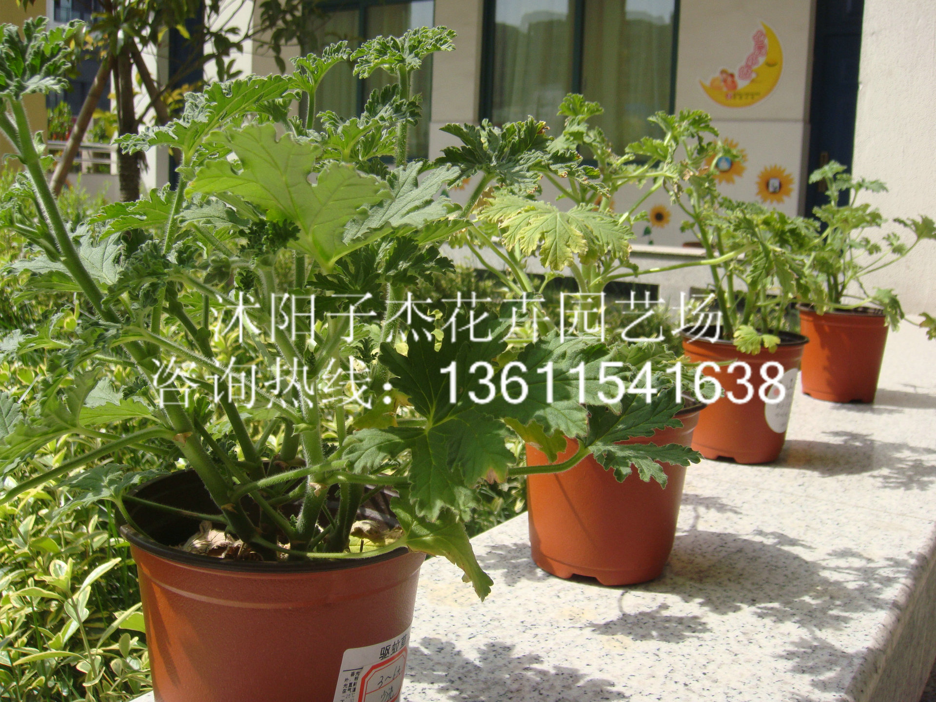 基地批发,驱蚊草,驱蚊香草,盆景植物,盆栽,苗木,花卉