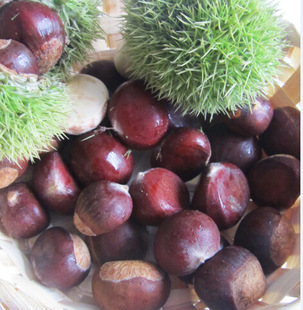 新鲜板栗