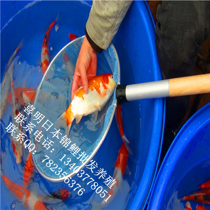 渔场锦鲤鱼3
