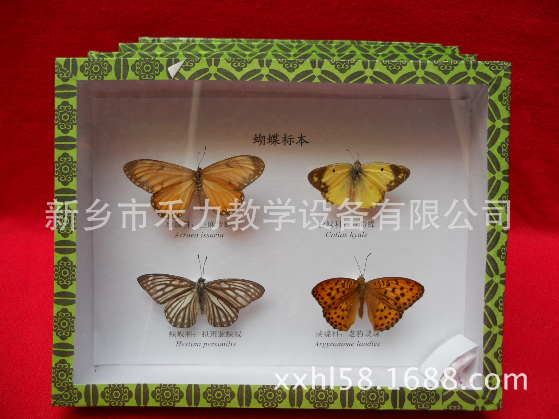 蝴蝶标本四种 (1)