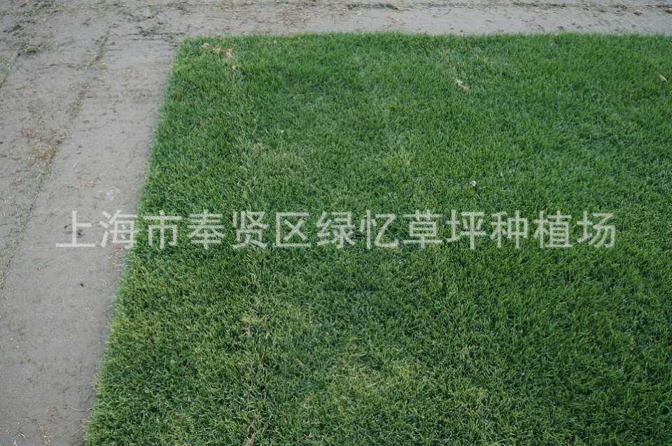 上海绿忆草坪种植场