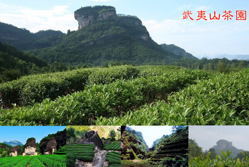 金骏眉正宗福建武夷山桐木关金骏眉红茶低价批发