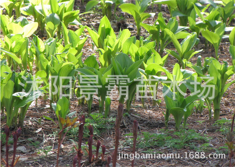 水生花卉,绿化花卉,别墅绿化花卉,大花美人蕉,水生美人蕉,夏季直