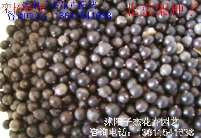 新采优质一级栾树种子,黄山栾种子,现货特价批发,量大更优惠