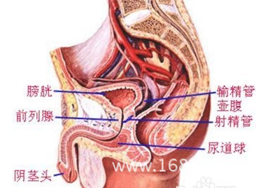 前列腺的位置在哪里?