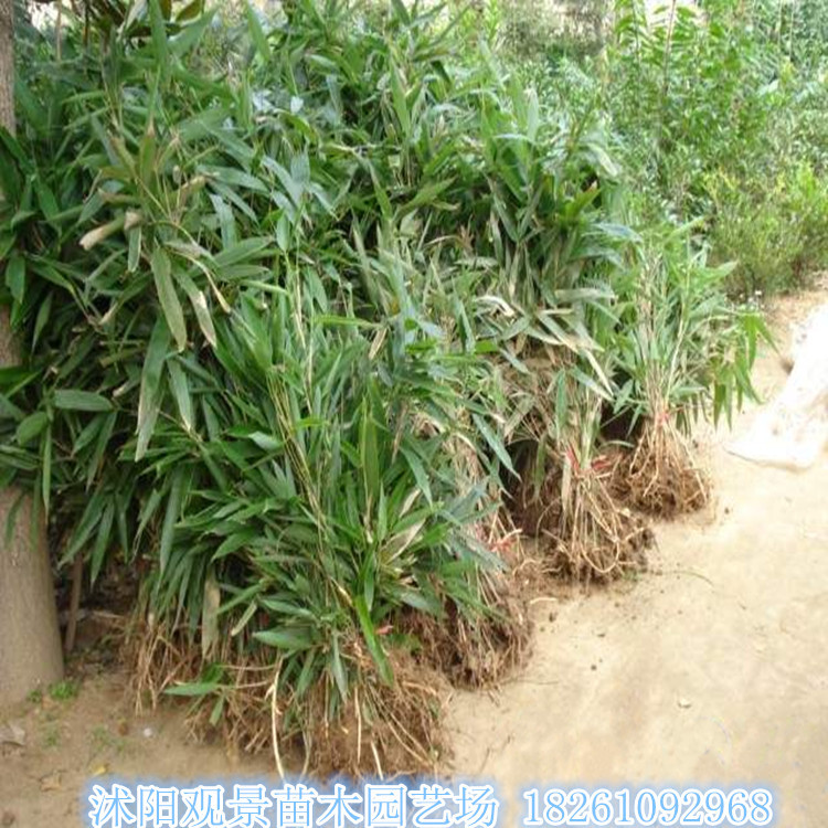 基地批发绿化箬竹 阔叶箬竹 小型丛生竹 低价批发 量大优惠