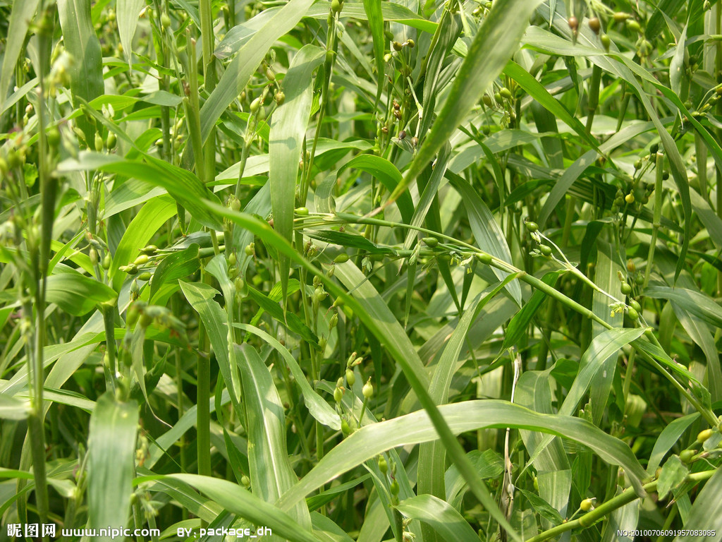 植物提取物薏米仁提取物薏苡仁提取物薏米仁提取物