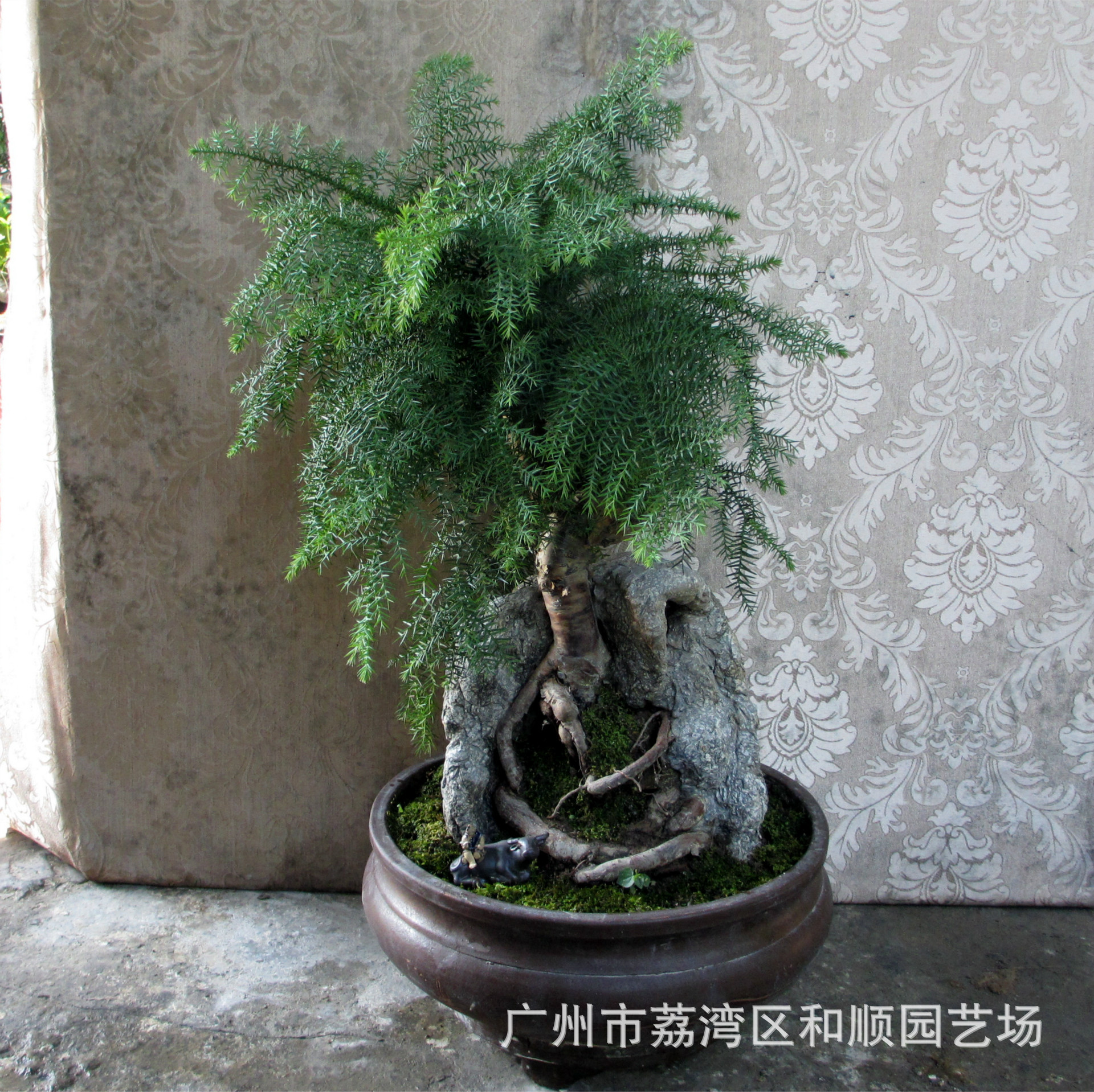 紫砂盆直径40厘米 盆景高约80-90厘米