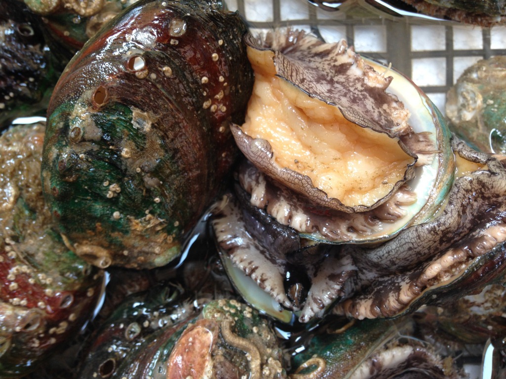 淘宝货源 贝类海鲜 鲜活鲍鱼10只起拍