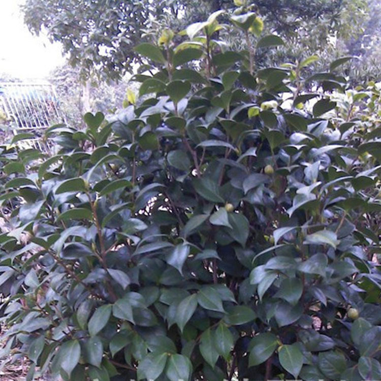 茶梅 绿化苗木 规格齐全 价格优惠     茶梅的病虫害较少,主要病害有