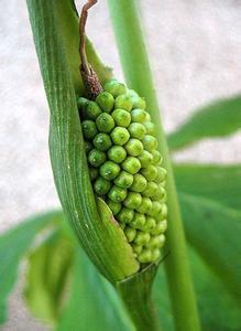 旱半夏批发|旱半夏|半夏|三步跳|合谷|麻玉子|潜江半夏|荆半夏