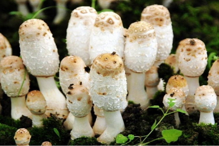产地直供鸡腿菇批发味甘性平新鲜鸡腿菇 品质保证的特级鸡腿蘑菇