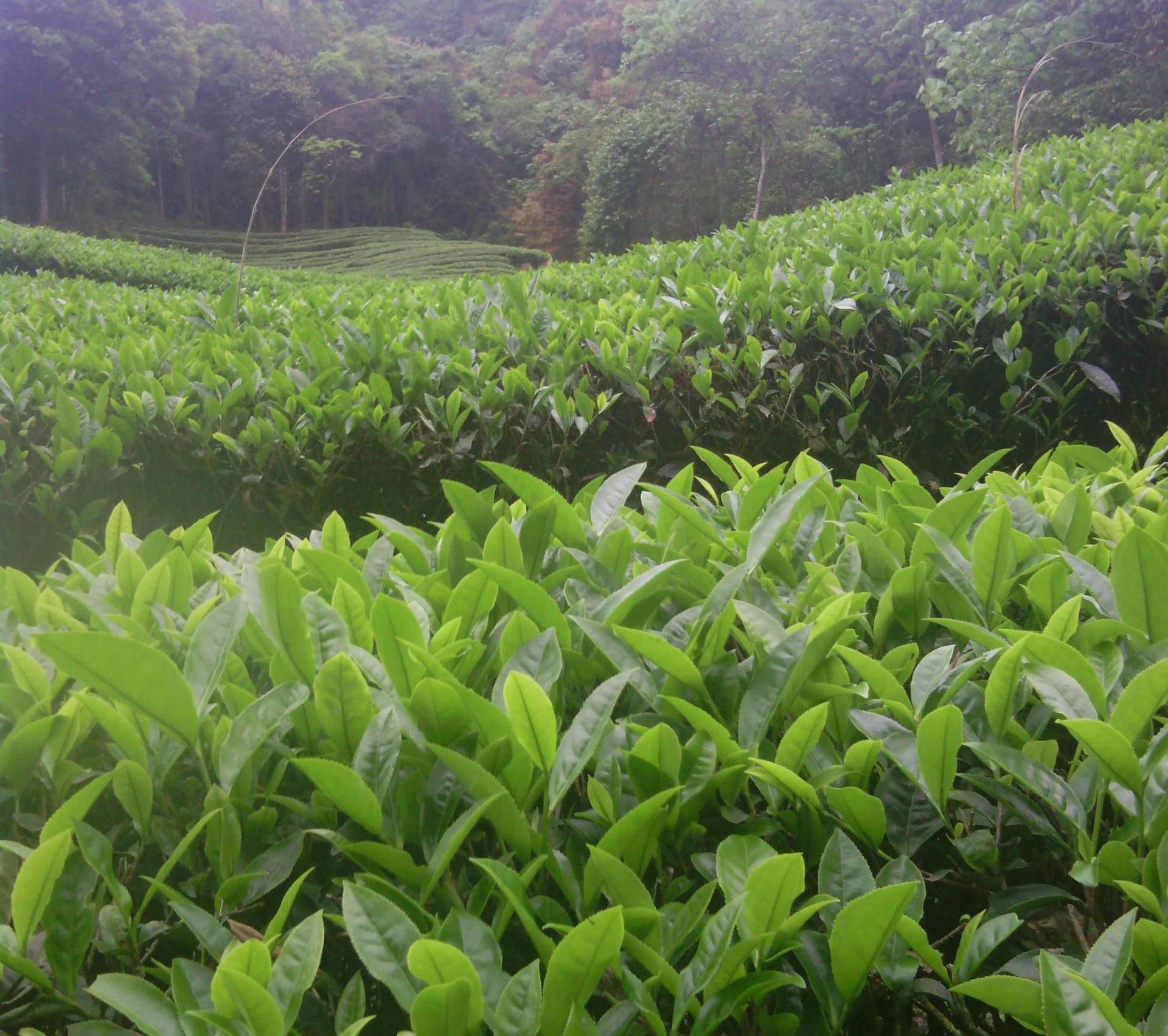天南茶共岛  武夷山茶叶基地