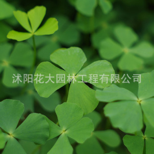 基地直销 优质水生植物 多种类 供应水生花卉 田字萍 四叶萍