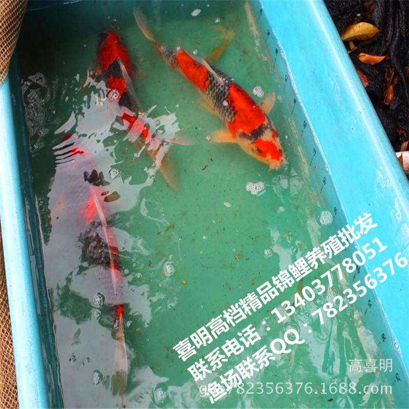 喜明锦鲤种鱼展示