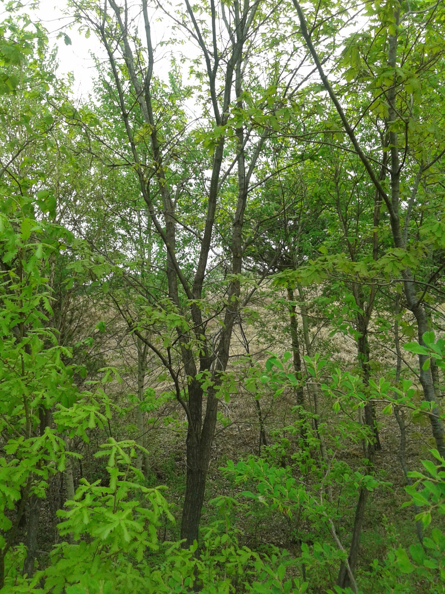 大量供应 丛生蒙古栎 棹树 辽东栗 东北大树 园林苗圃绿化树