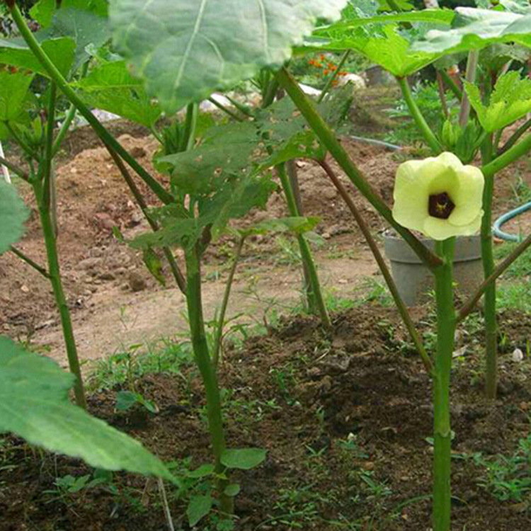 黄秋葵种子 优质庭院种植蔬菜 基地直销 量大从优