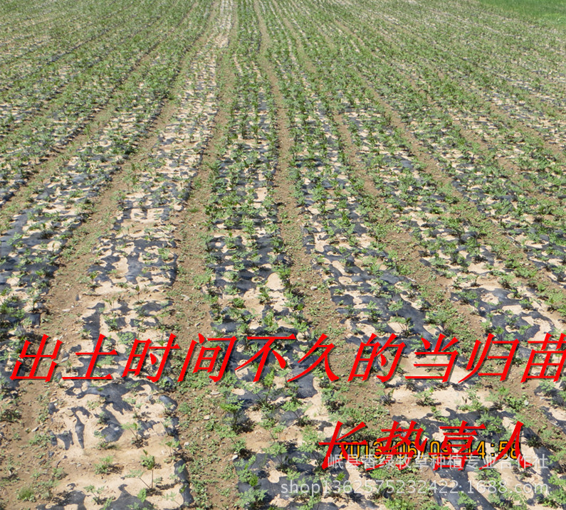 生长中的当归_修剪