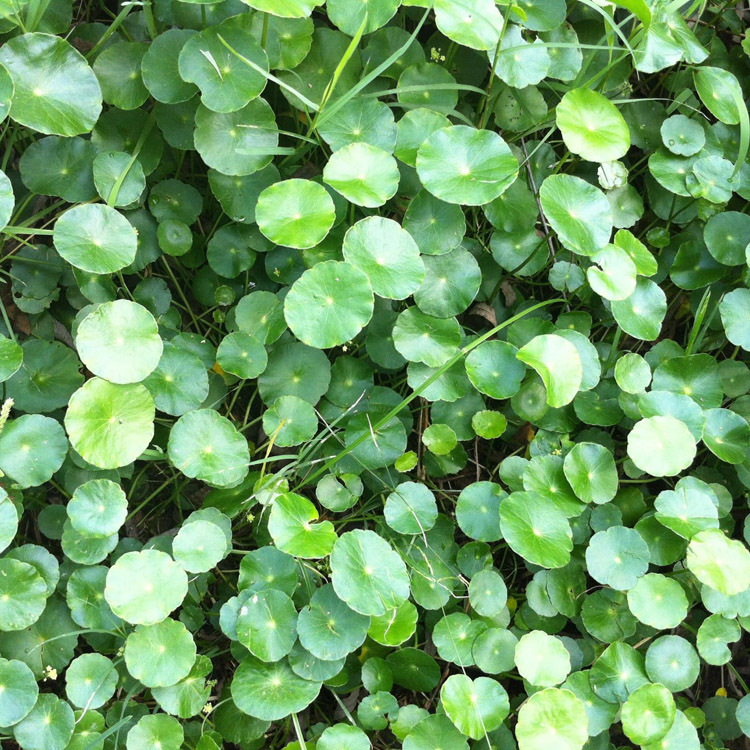 >> 供应水生植物水金钱批发净化水质绿色系量大优惠
