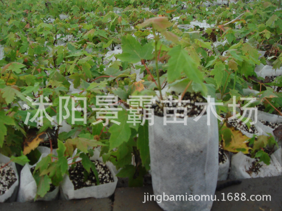 美国红枫5