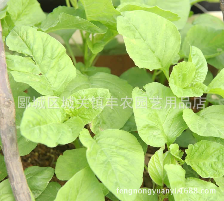 白圆叶苋菜种子 河南俗称玉米菜 叶菜种子 10g装