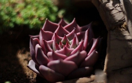 多肉植物十二星座对应图
