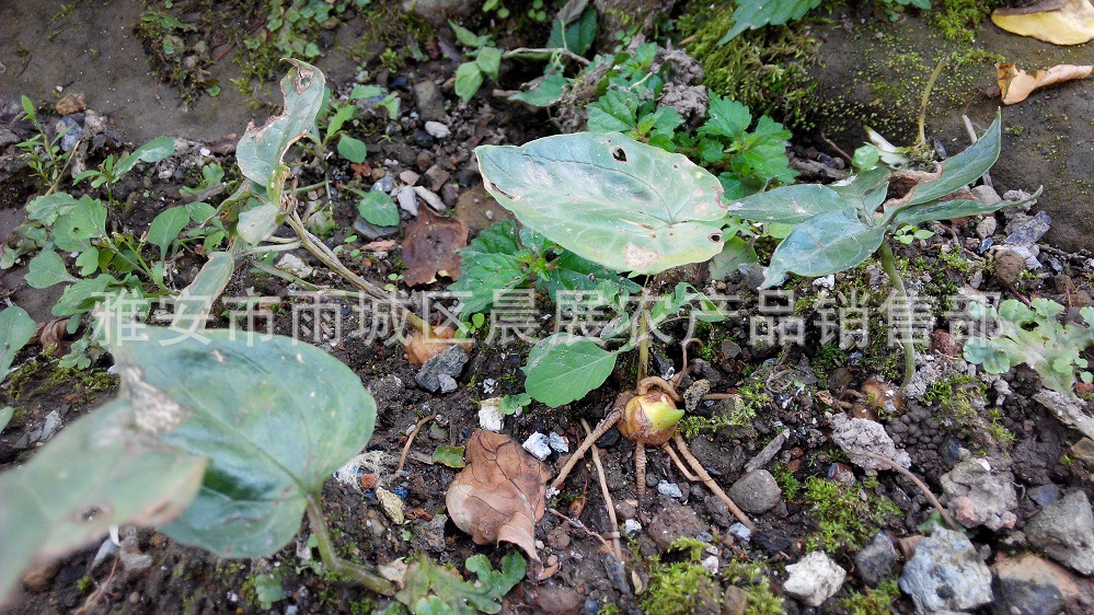 七叶一枝花野生滇重楼种子家种华重楼苗独角莲海螺七金线重楼种苗