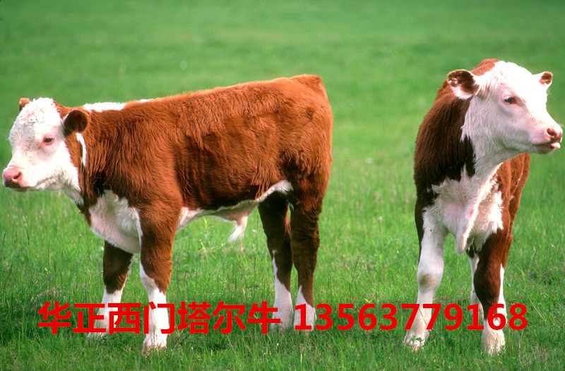 西门塔尔牛牛犊的价格,2015西门塔尔牛犊两百斤多少钱