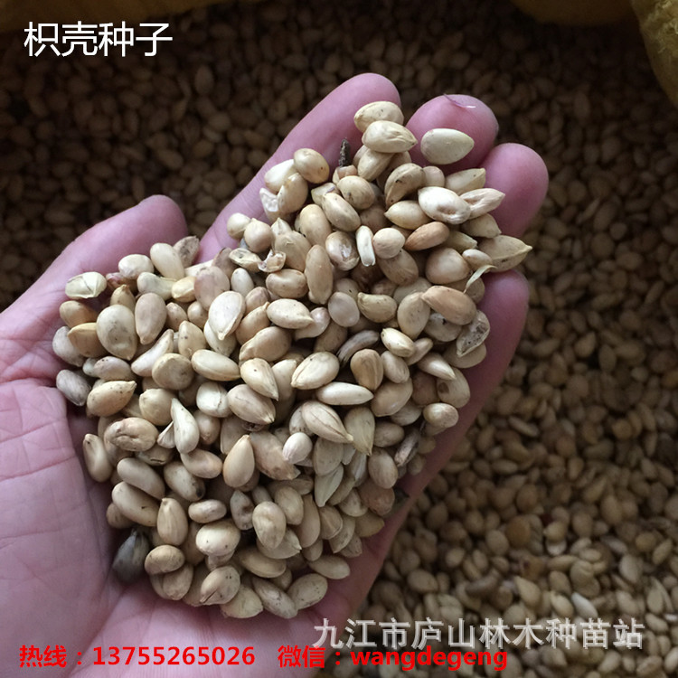 枳壳种子